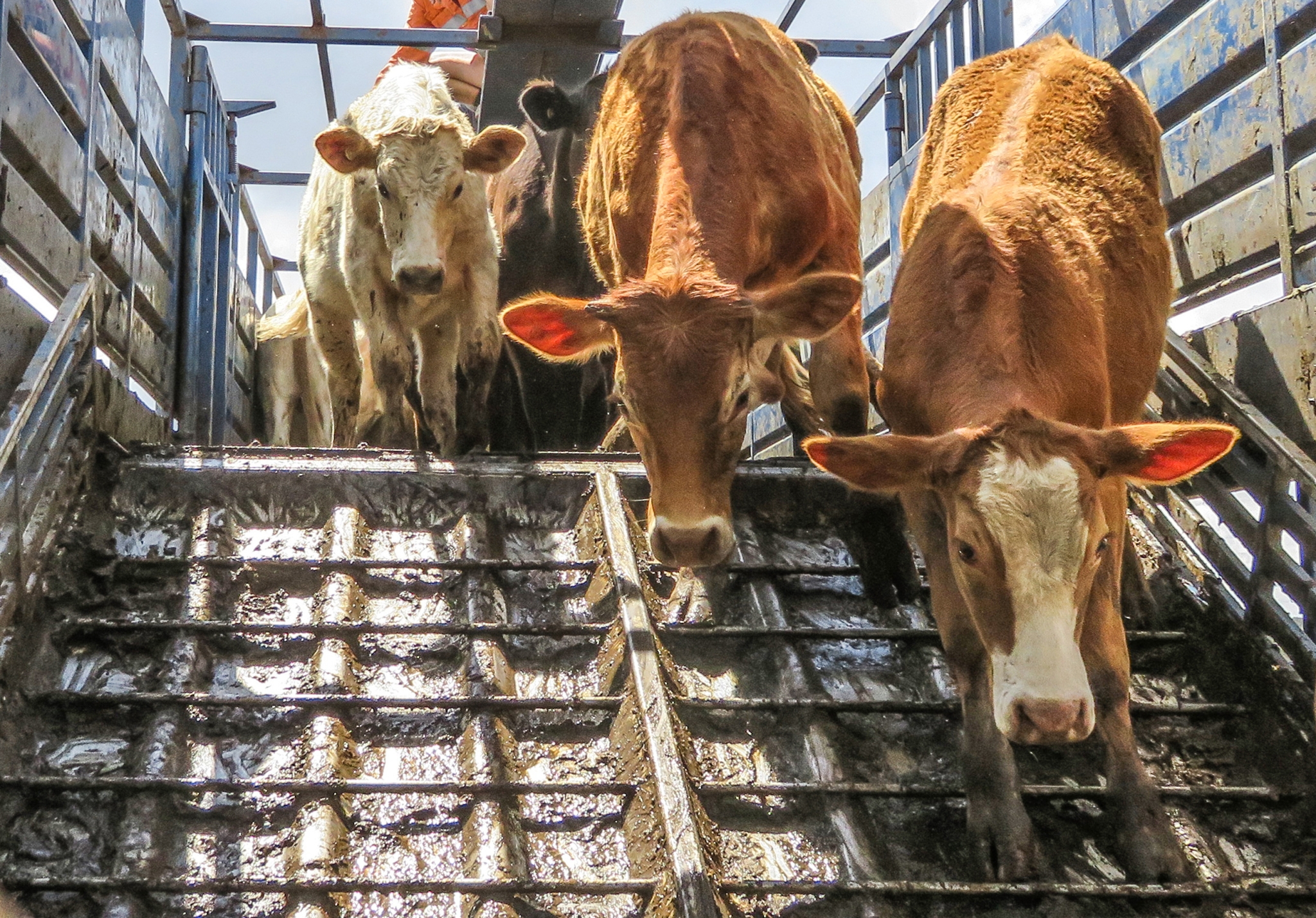 hauling-livestock-3-things-to-know