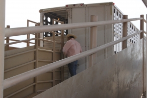 loading livestock