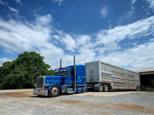 Dustin Nesbitt hauling livestock