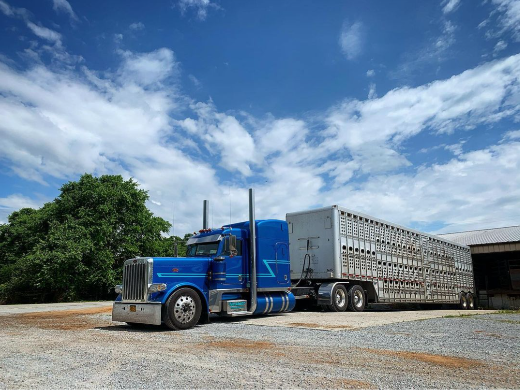 Hauling Livestock 3 Things to Know