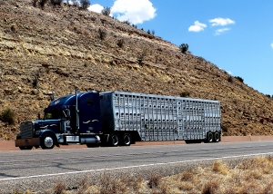 cattle hauler