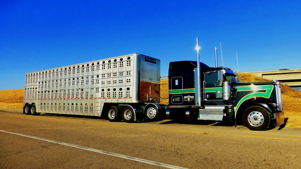 Hauling Livestock 3 Things to Know