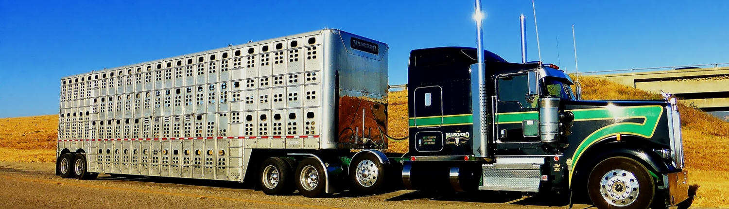 hauling livestock