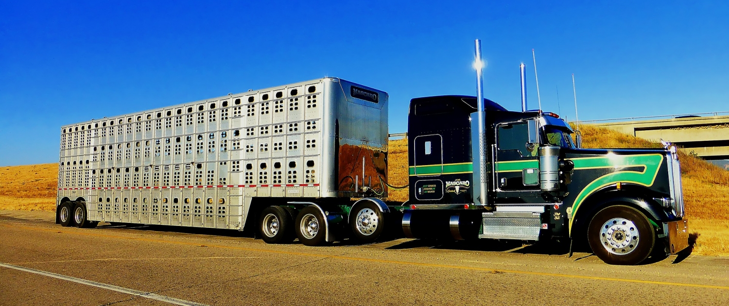 hauling livestock