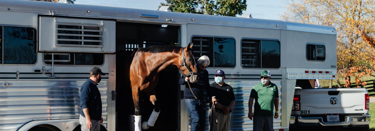 horse transport