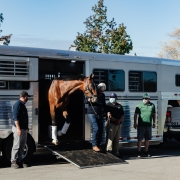 horse transport